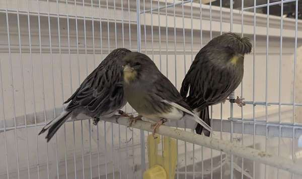 pet-bird-for-sale-in-fall-river-ma