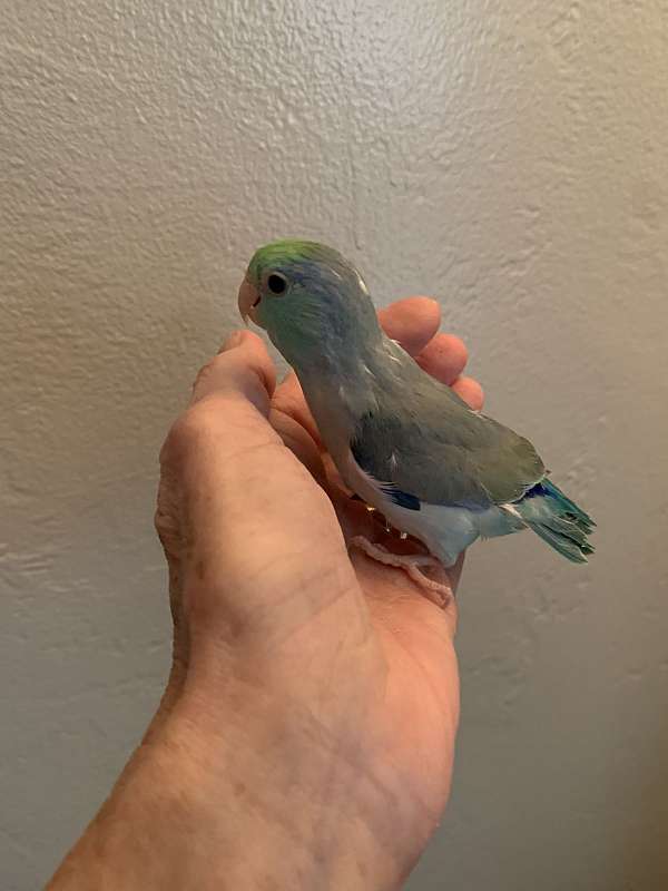 pacific-parrotlet-for-sale-in-pittsburgh-pa