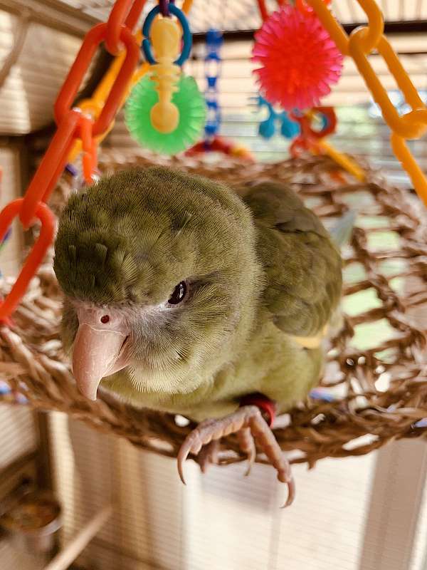 canary-parakeet-for-sale-in-wellington-fl