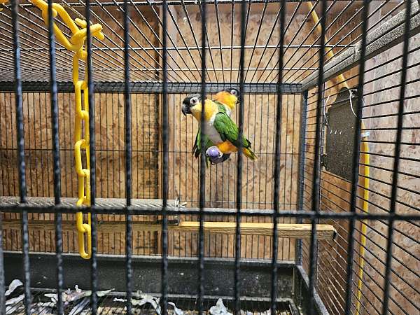 bird-parrot-eggs-for-sale-in-fort-worth-tx