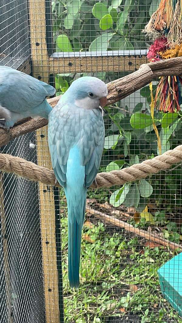 quaker-parrots-for-sale