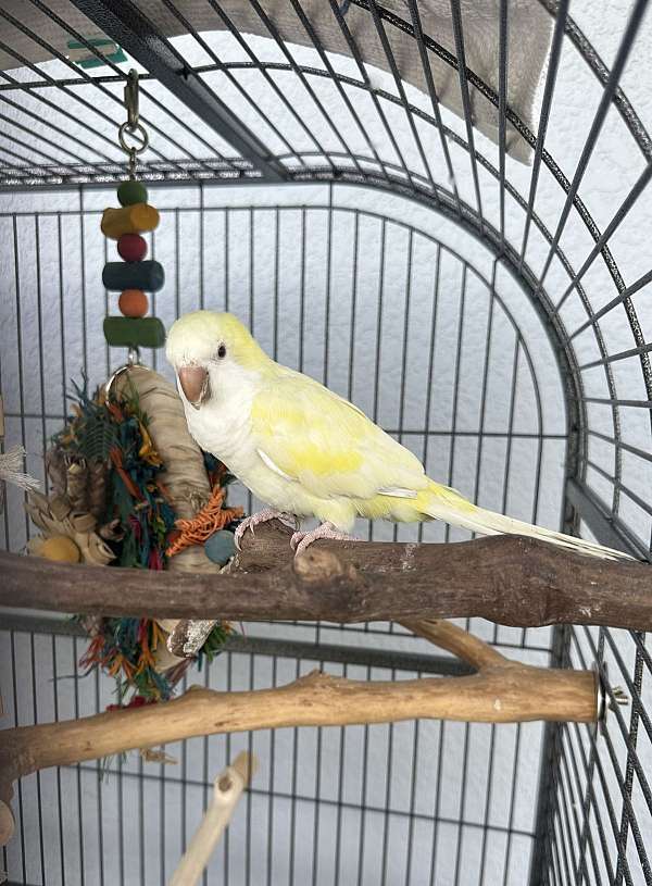 blue-quaker-parrots-for-sale