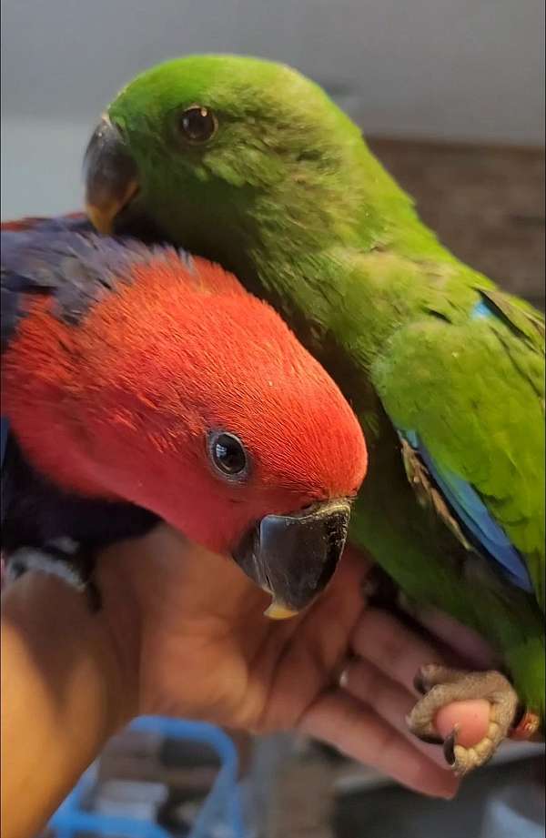 red-sided-eclectus-parrots-for-sale-in-dade-city-fl