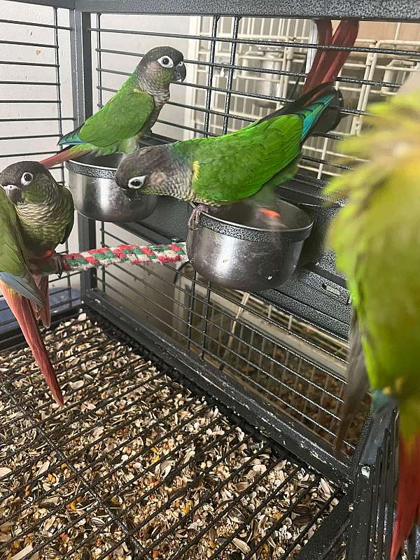 conure-for-sale