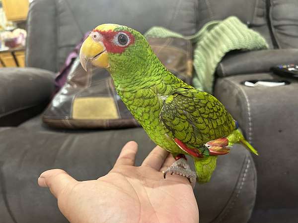 tame-white-front-amazon-parrot-for-sale