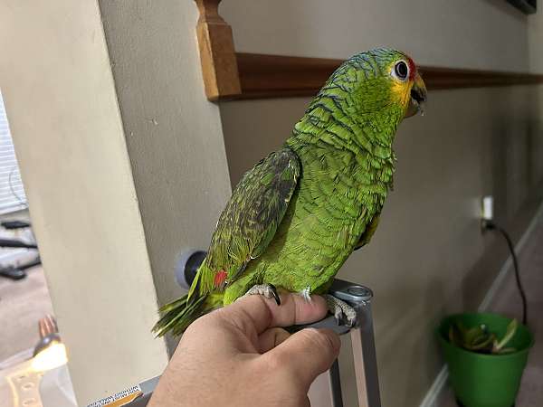 red-lored-amazon-parrot-for-sale-in-columbia-md