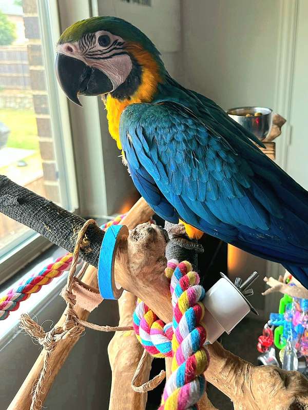 blue-gold-macaw-for-sale-in-rowlett-tx