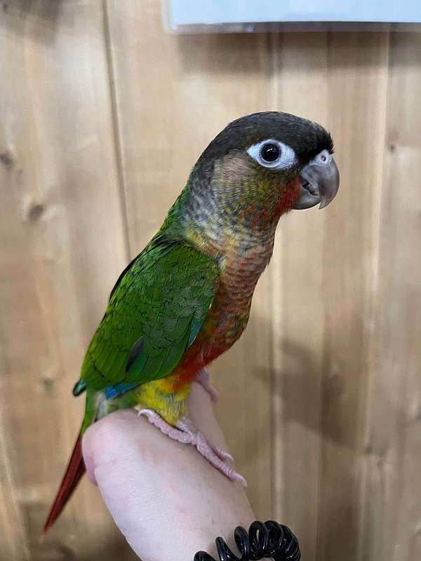 green-cheek-conure-for-sale