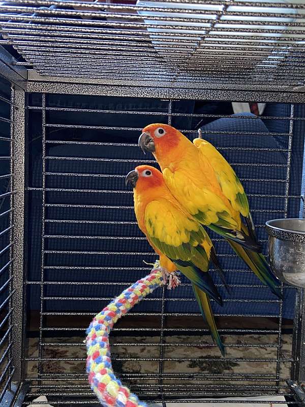 sun-conure-for-sale