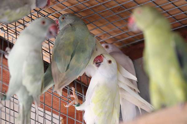 young-bird-for-sale-in-yucaipa-ca