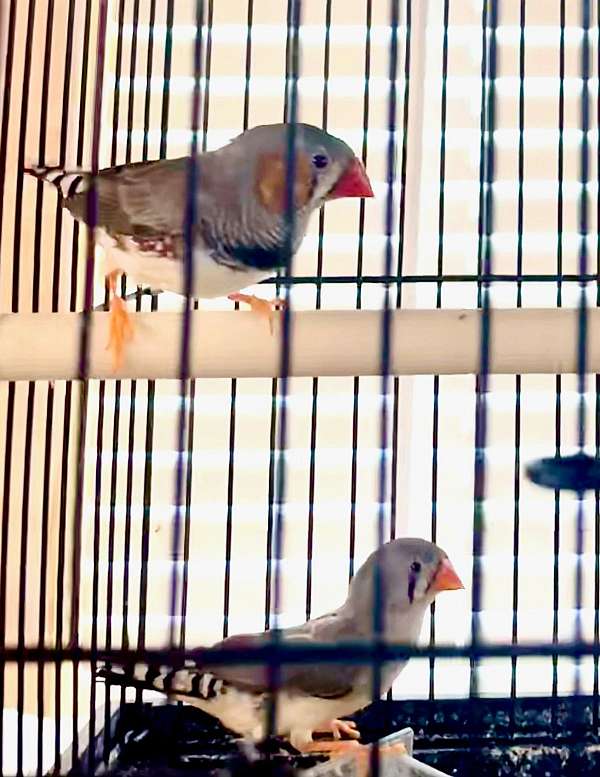 zebra-finch-for-sale-in-cynthiana-ky