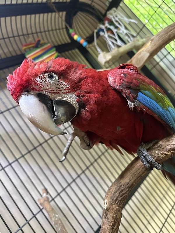 green-wing-macaw-for-sale-in-hutchinson-ks