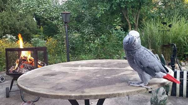 congo-african-grey-parrot-for-sale-in-in