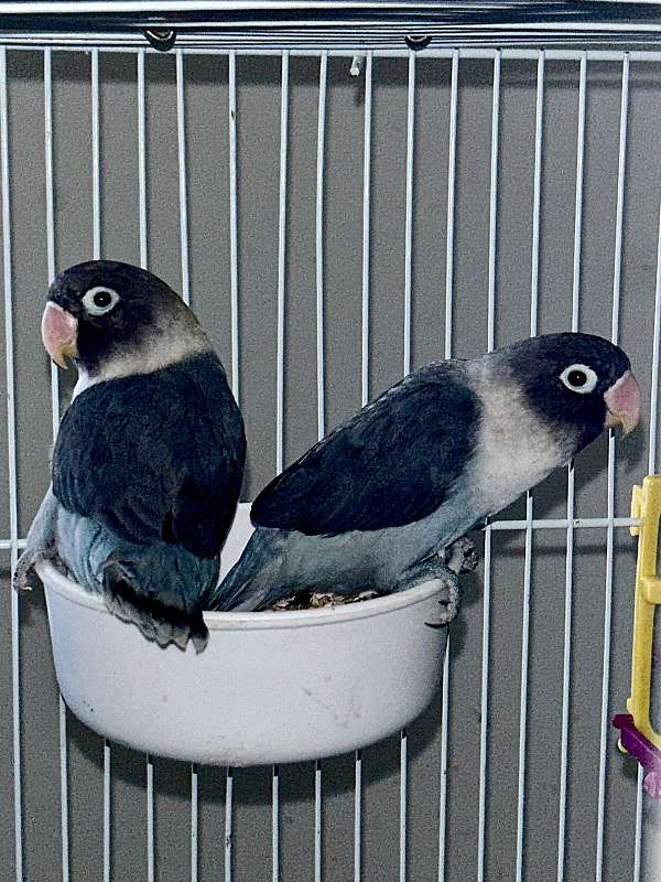 baby-black-blue-bird-for-sale