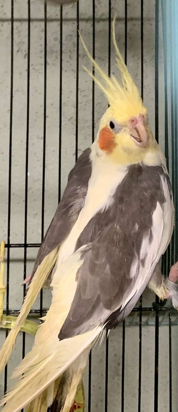 pied-white-bird-for-sale-in-center-valley-pa