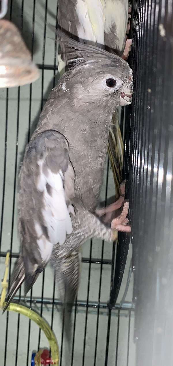 female-pied-white-bird-for-sale