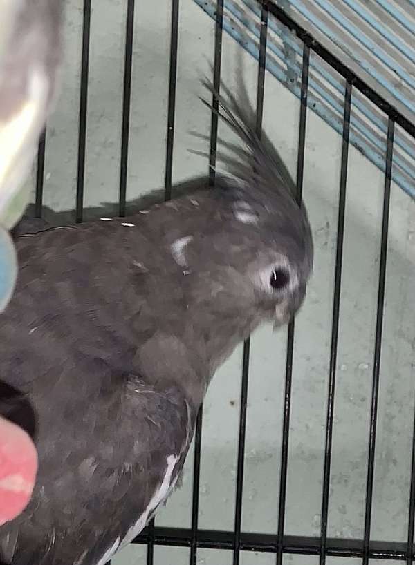 cockatiel-for-sale