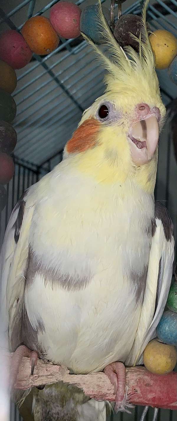 cockatiel-for-sale-in-center-valley-pa