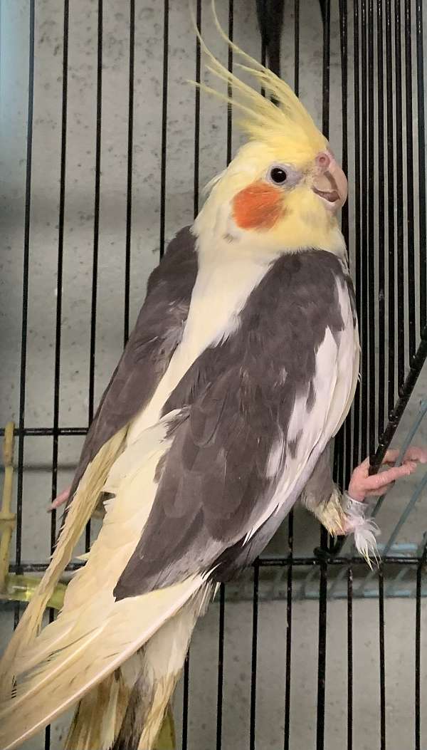 bird-for-sale-in-center-valley-pa