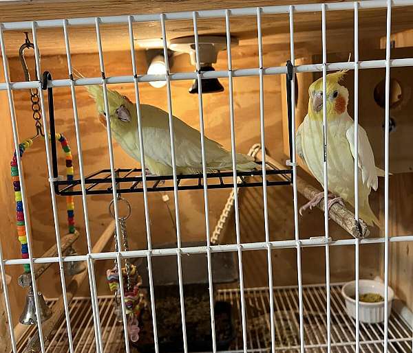 cockatiel-for-sale-in-south-chicago-heights-il