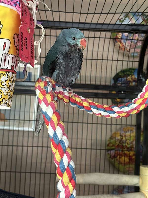 parrot-for-sale-in-malvern-ar