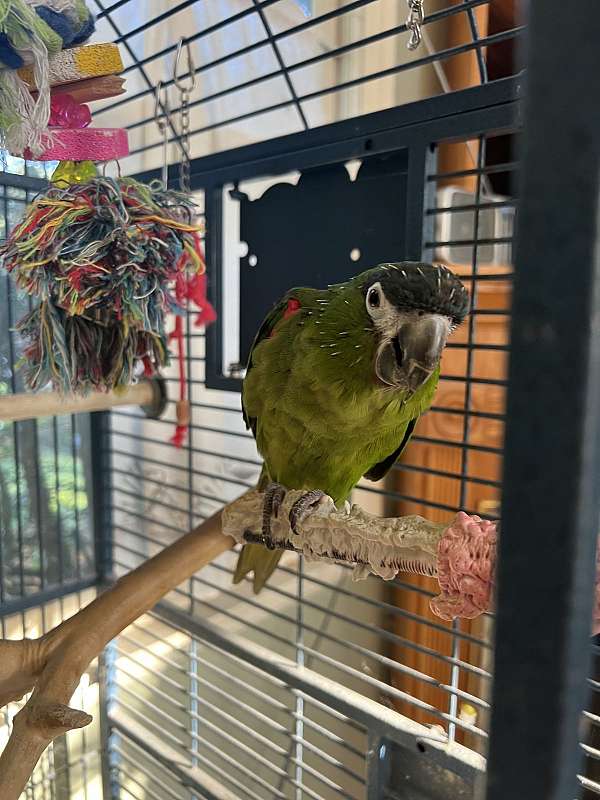 hahns-macaw-for-sale-in-wall-township-nj