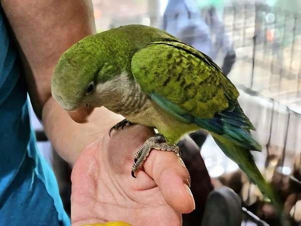 green-bird-for-sale-in-elsie-mi