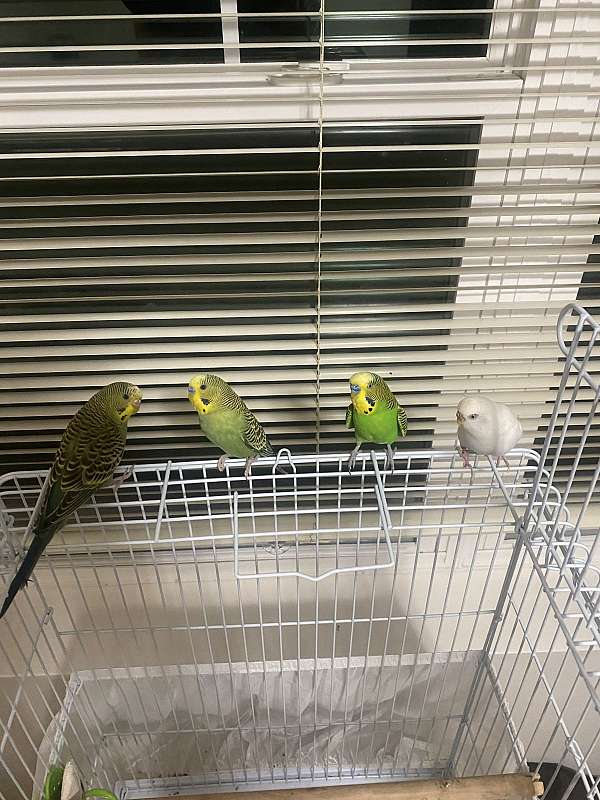 budgerigar-parakeet-for-sale-in-middleton-wi