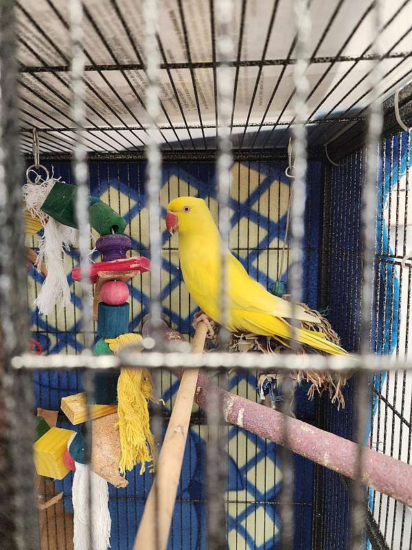 parakeet-for-sale-in-belair-md