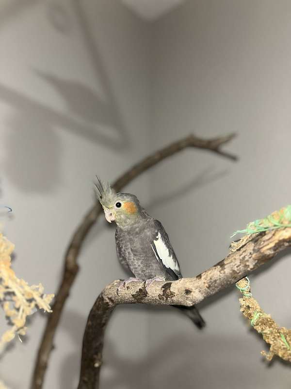 cockatiel-for-sale