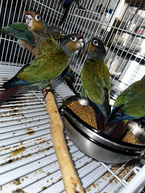 crimson-bellied-conure-for-sale-in-compton-ca