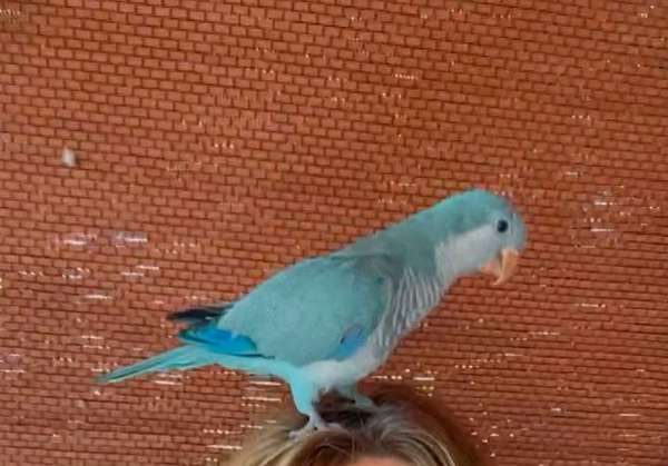 quaker-parrots-for-sale-in-deland-fl