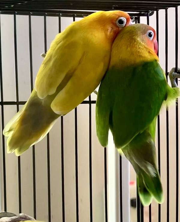 pet-tame-bird-for-sale-in-san-diego-ca