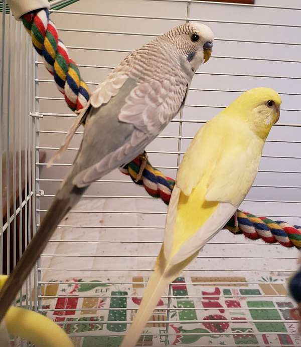 parakeet-for-sale-in-mifflintown-pa