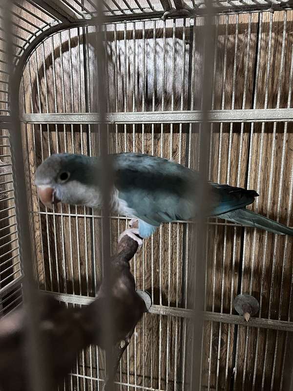 male-female-bird-for-sale-in-louisiana
