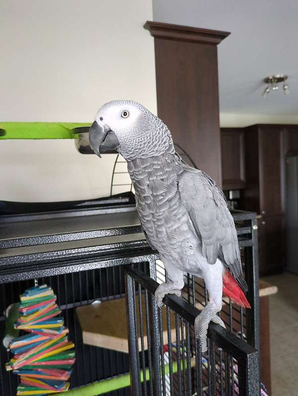 african-grey-parrot-for-sale-in-quebec