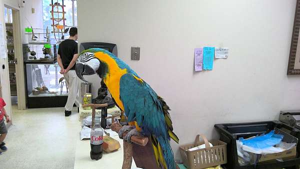 fancy-macaw-blue-gold-macaw-for-sale