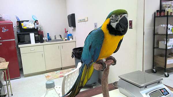 macaw-for-sale-in-norcross-ga