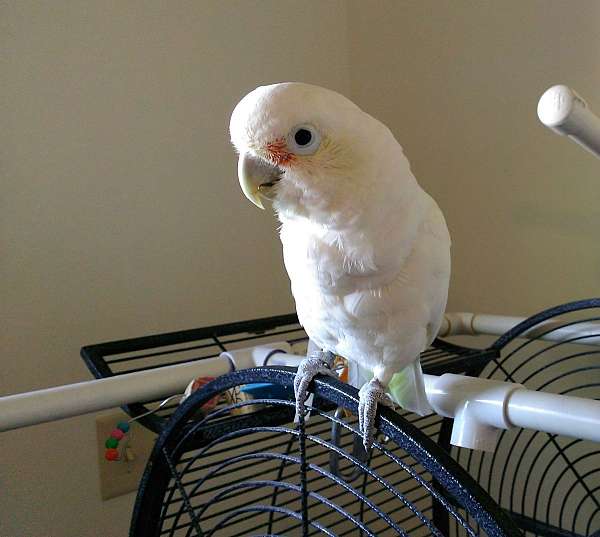 cockatoo-for-sale-in-clarksville-tn