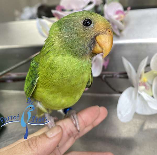 plum-head-parakeet-for-sale-in-arlington-heights-il