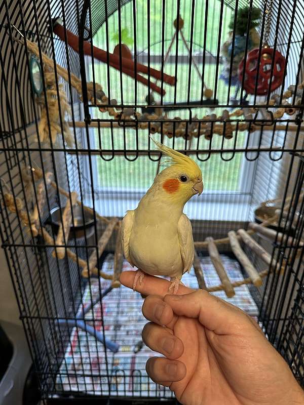 cockatiel-for-sale-in-westminster-md