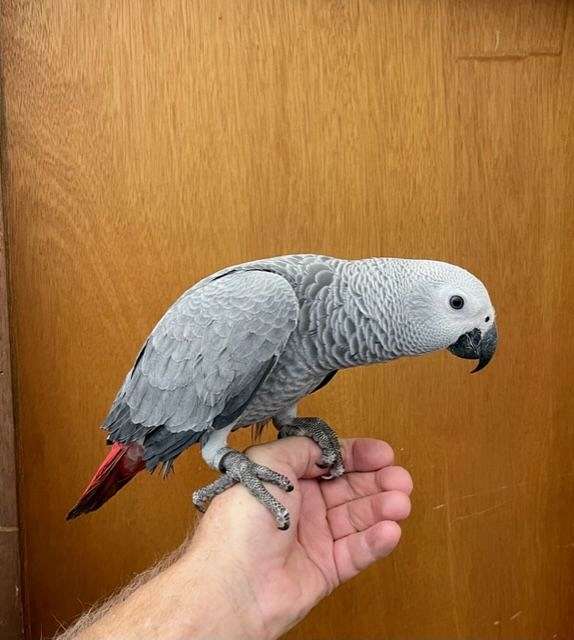 congo-african-grey-parrot-for-sale