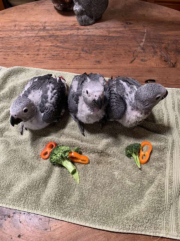 large-congo-african-grey-parrot-for-sale