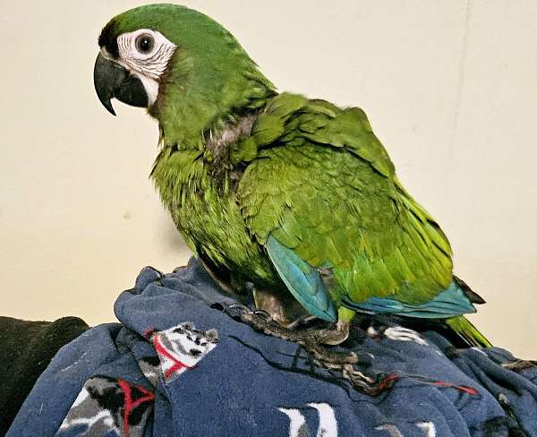 white-severe-macaw-for-sale
