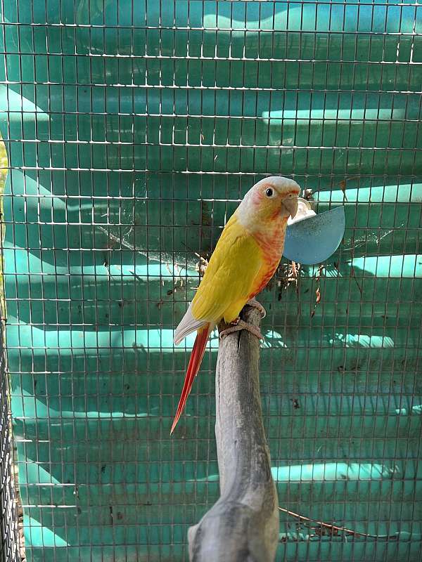 green-cheek-conure-for-sale