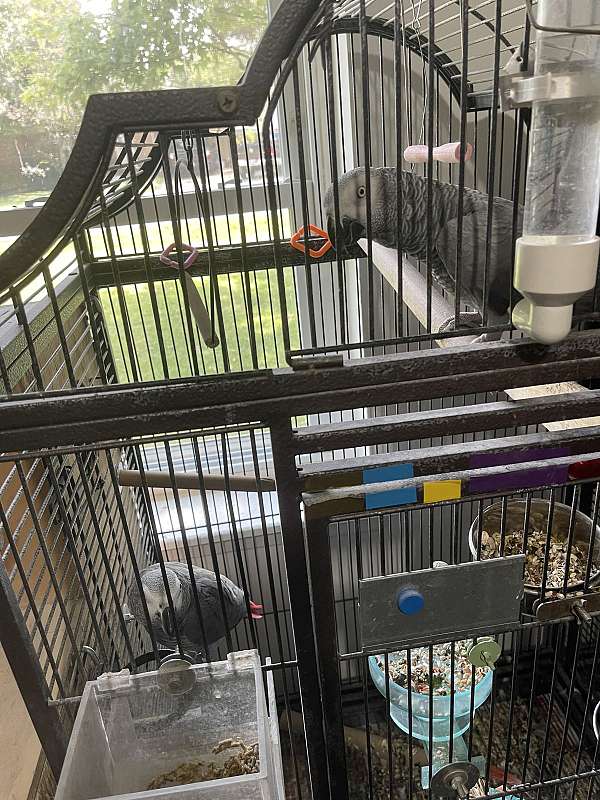 african-grey-parrot-for-sale-in-cabot-ar