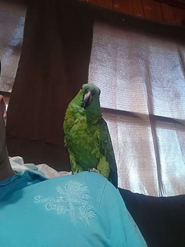yellow-naped-amazon-parrot-for-sale-in-big-sandy-tx