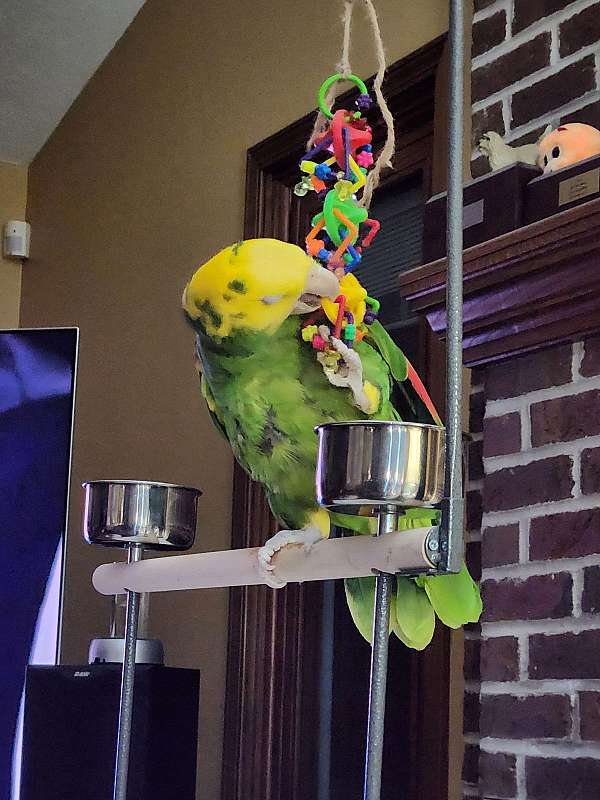 double-yellow-head-amazon-parrot-for-sale