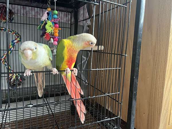 parrotlet-for-sale-in-wilmington-ma
