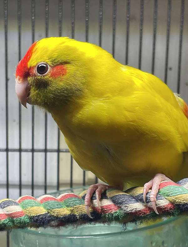 pied-yellow-bird-for-sale-in-zuni-va